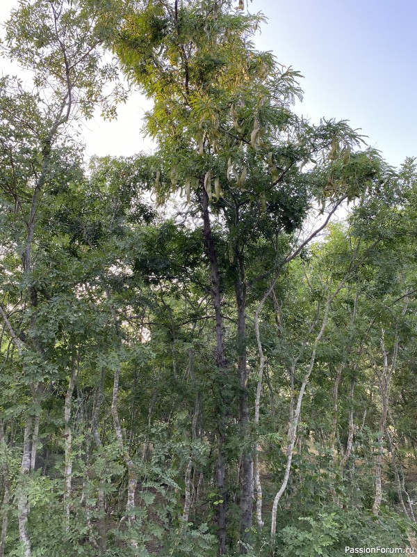 Ботаническая прогулка по Геленджику