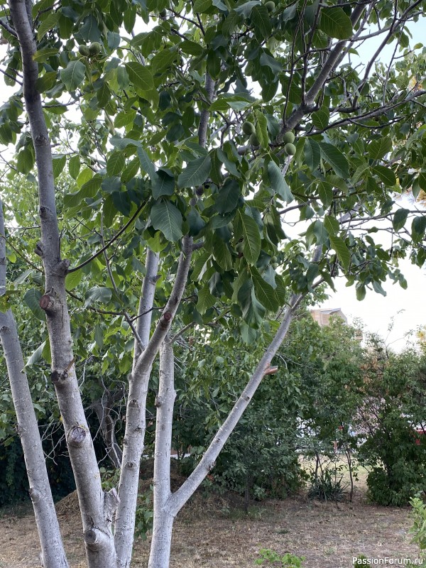 Ботаническая прогулка по Геленджику