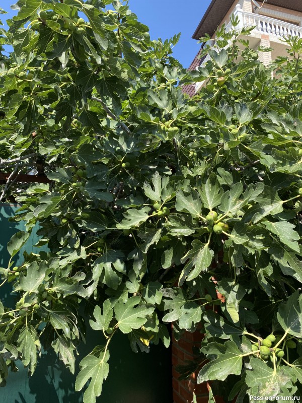 Ботаническая прогулка по Геленджику