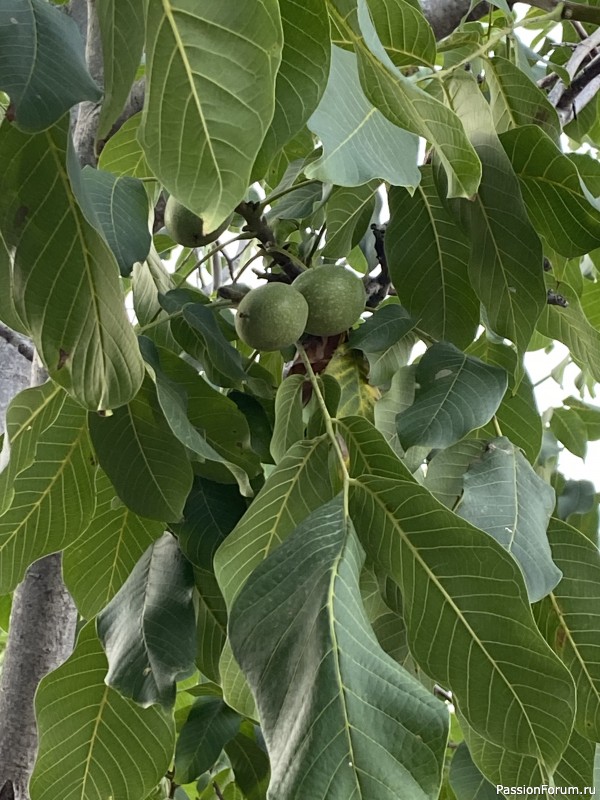 Ботаническая прогулка по Геленджику