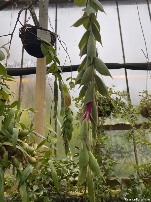 Ботанический сад Петра Великого