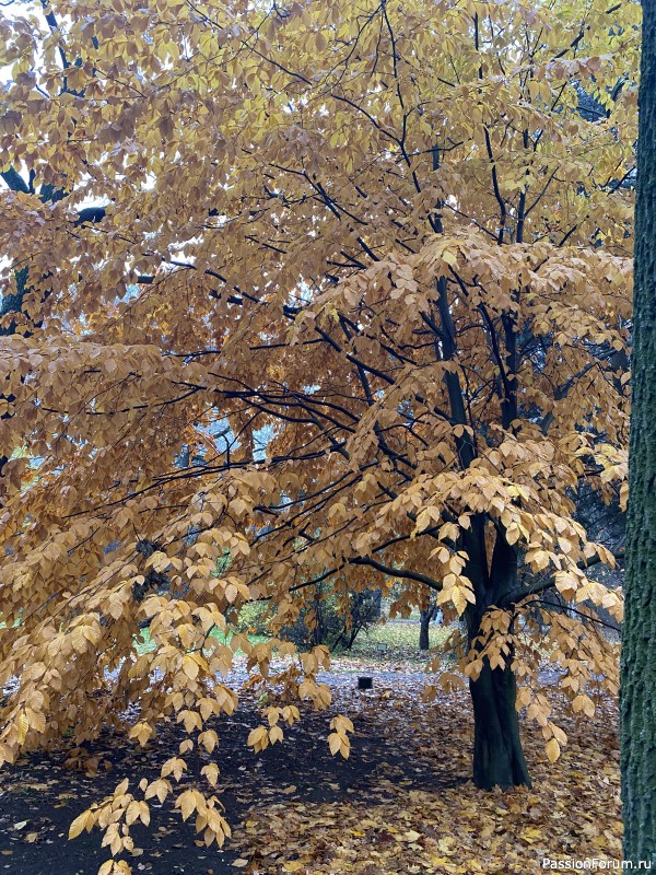 Ботанический сад Петра Великого