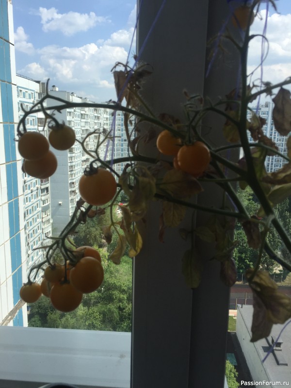 ФЛЕШМОБ НА ОНЛАЙН ВСТРЕЧЕ 14 АВГУСТА!!!!