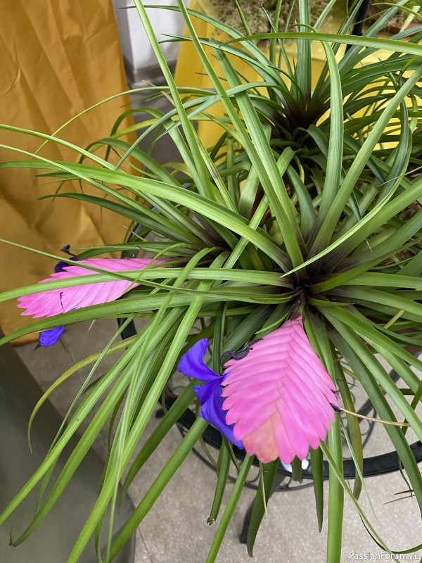 Ботанический сад Петра Великого