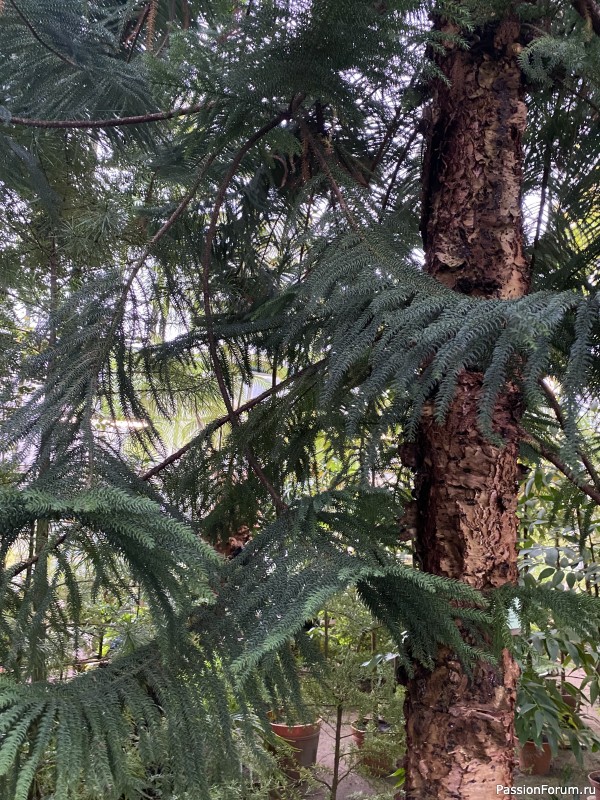 Ботанический сад Петра Великого