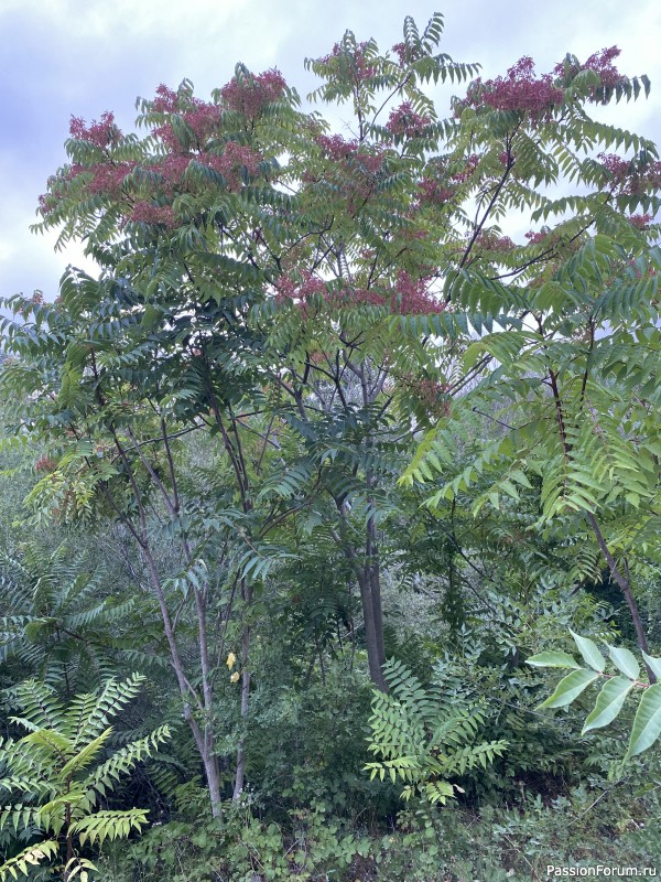 Ботаническая прогулка по Геленджику