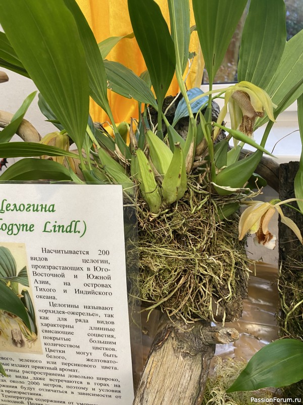 Ботанический сад Петра Великого