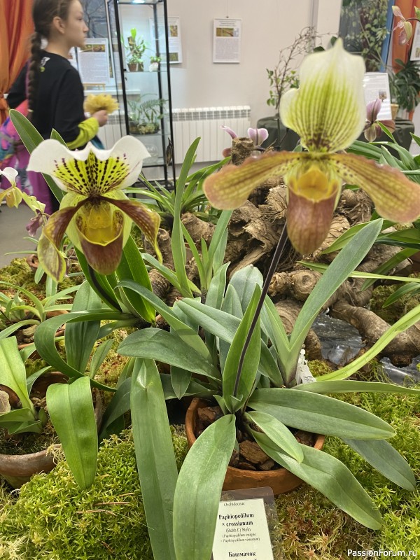 Ботанический сад Петра Великого