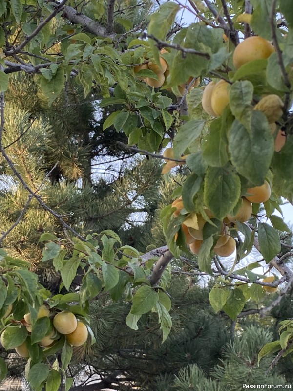 Ботаническая прогулка по Геленджику