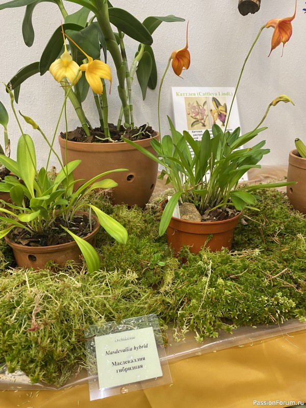 Ботанический сад Петра Великого