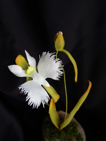 орхидея "белая цапля" из фоамирана