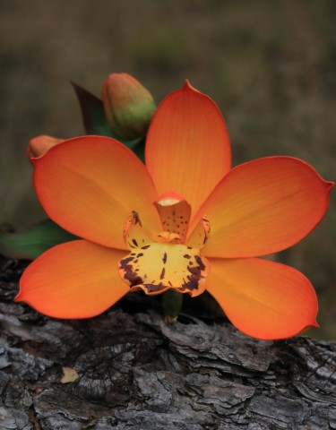Орхидея цимбидиум из фоамирана