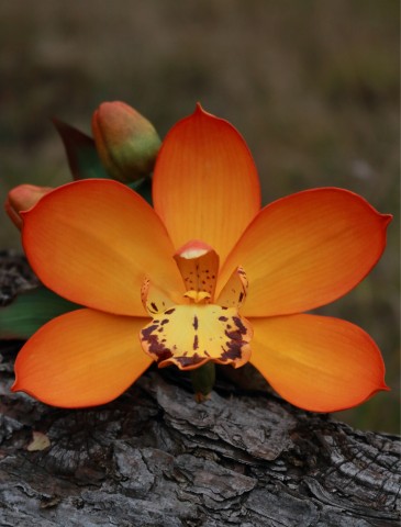 Орхидея цимбидиум из фоамирана
