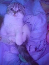 Косточка Косточка