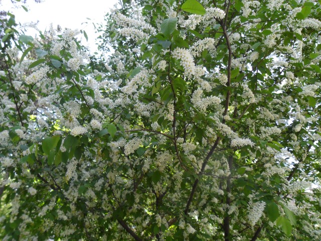 Прогулка по весеннему городу