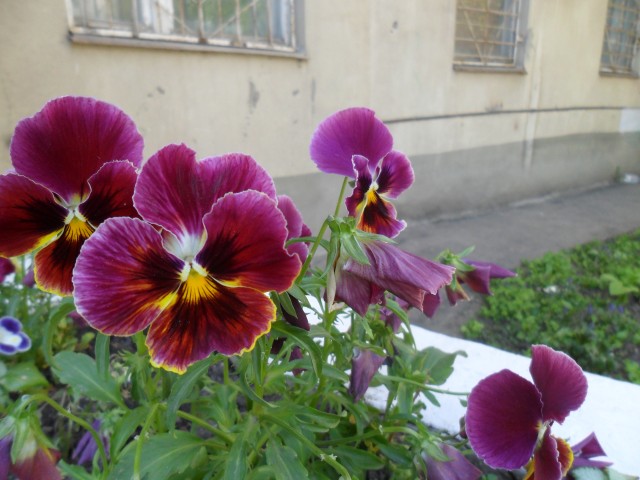 Раннее лето у нас в Азове