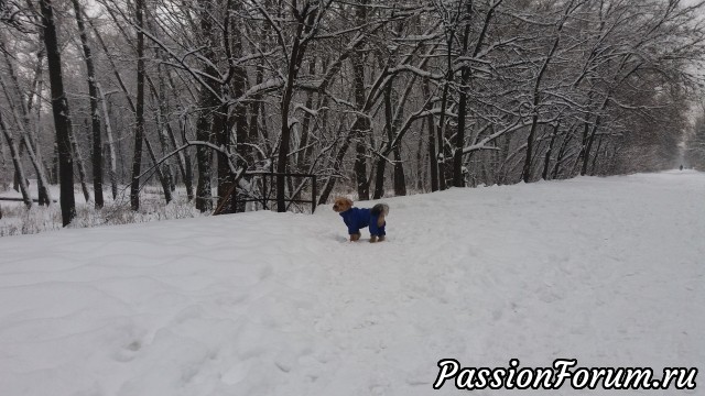 Январская прогулка