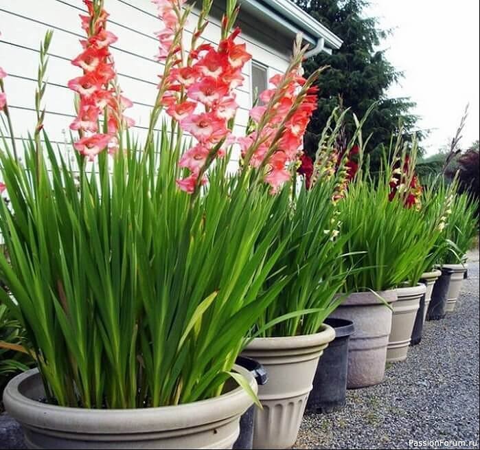 Дачникам. Гладиолусы в кашпо