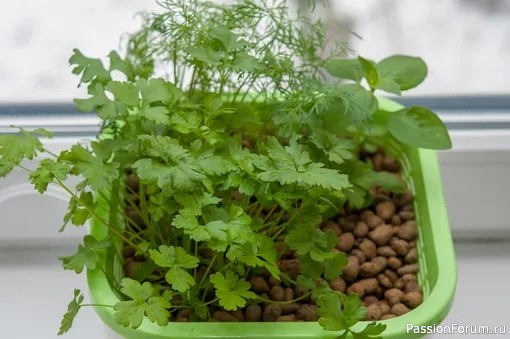 Кинза на подоконнике — зелёная аптека дома