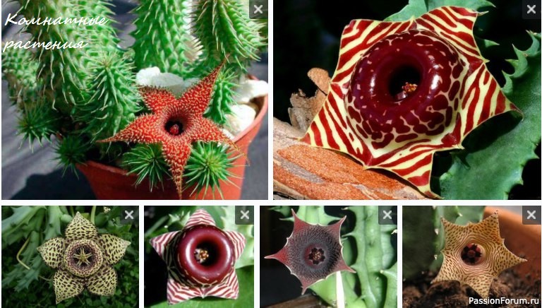 Комнатные растения. Гуэрния