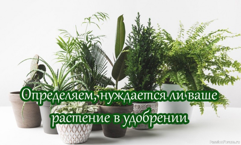 Определяем, нуждается ли ваше растение в удобрении