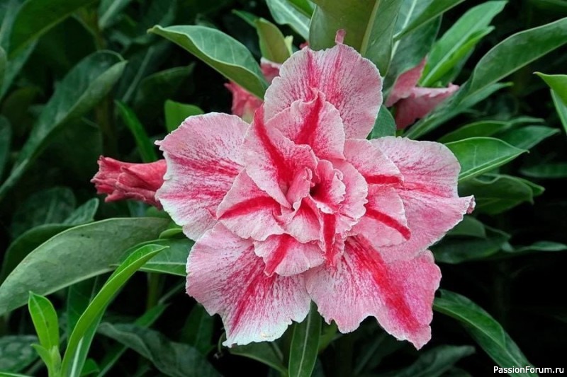 Адениум махровый