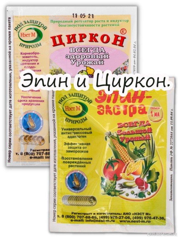 Комнатные растения. Эпин и Циркон.