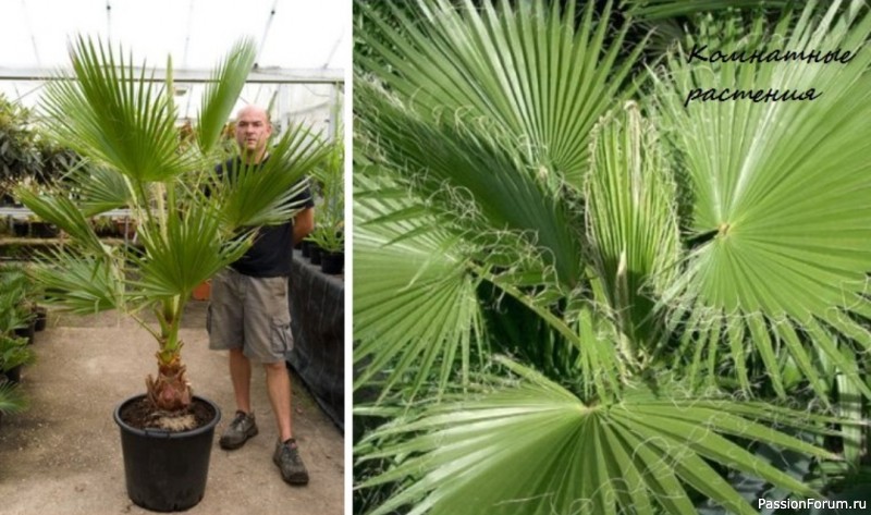 Комнатные растения. Вашингтония Комнатные растения. Вашингтония