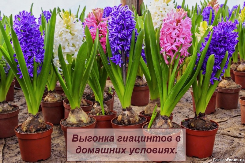 Выгонка гиацинтов в домашних условиях Выгонка гиацинтов в домашних условиях