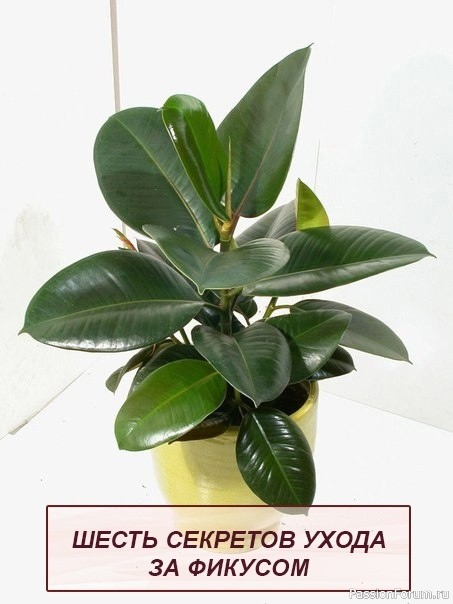 Комнатные растения. Фикус и секреты ухода Комнатные растения. Фикус и секреты ухода