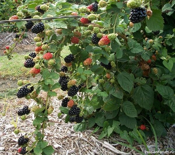 Дачникам. Секреты урожайного куста ежевики