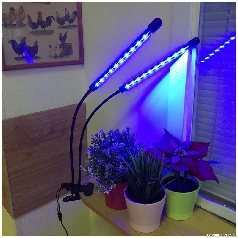 Какие растения требуют дополнительного освещения?