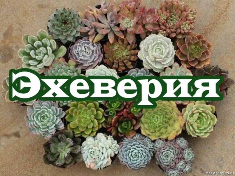 Комнатные растения. Эхеверия