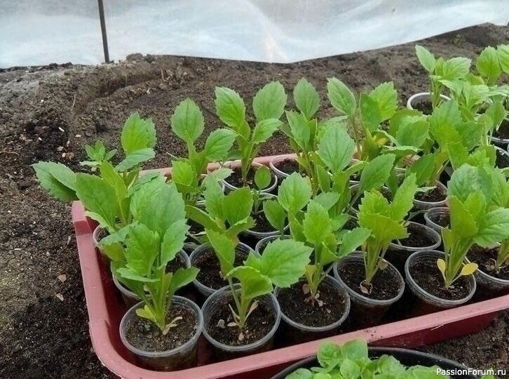 Дачникам. Посев астры