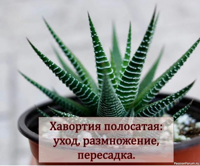 Комнатные растения. Хавортия полосатая Комнатные растения. Хавортия полосатая