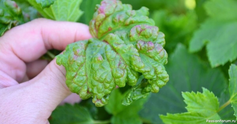 Дачникам. Скручивание листьев смородины