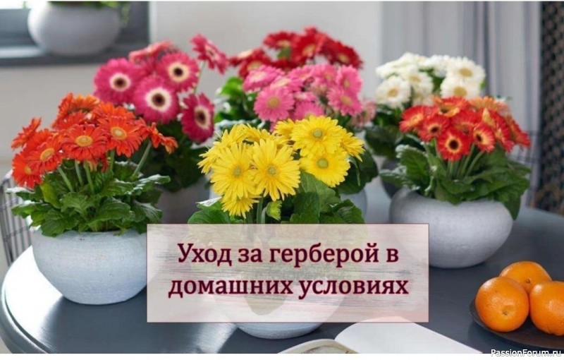 Комнатные растения. Гербера