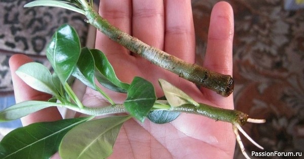 Комнатные растения. Природные помощники в укоренении черенков