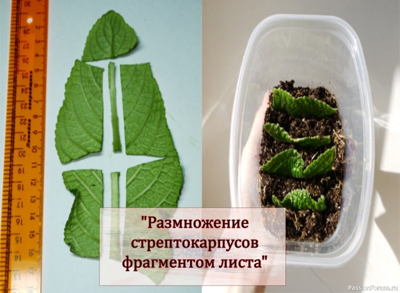 Комнатные растения. Размножение стрептокарпусов фрагментом листа