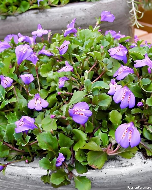 Дачникам. Этот ковер должен быть в каждом саду.