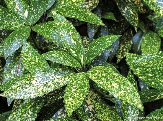 Комнатные растения. Аукуба японская