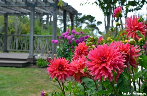 Дачникам. Секреты успешного хранения клубней георгинов