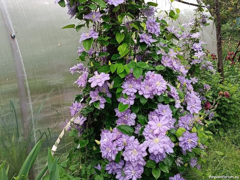 Дачникам. Как вырастить клематис из хрупкого ростка