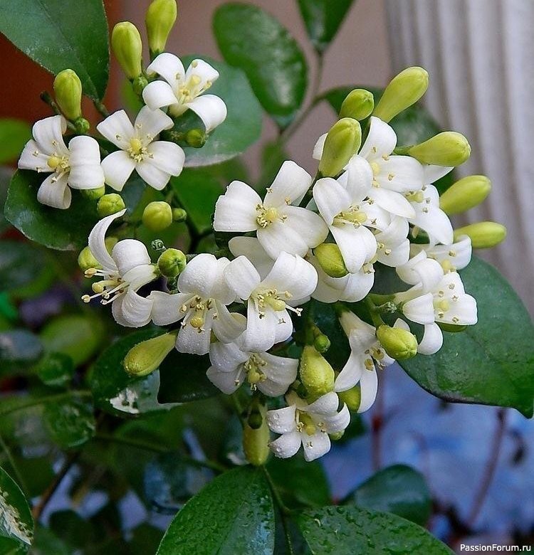 Комнатные растения. Муррайя