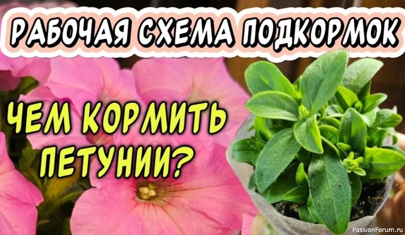 Дачникам. Кормим петунию после стрижки
