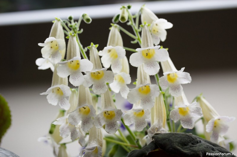 Комнатные растения. Смитианта Комнатные растения. Смитианта