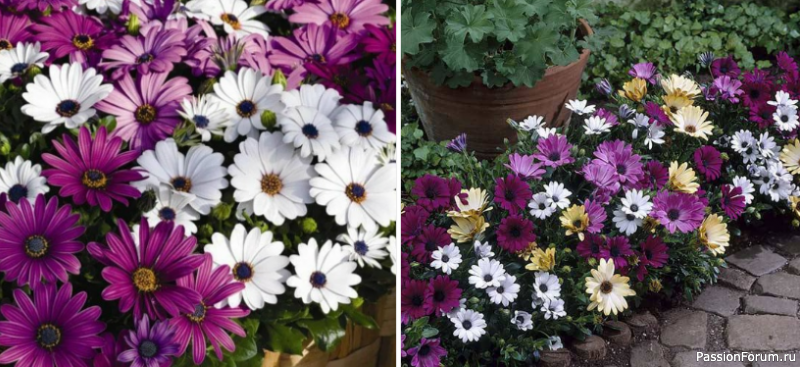 Дачникам. Остеоспермум &mdash; африканская ромашка