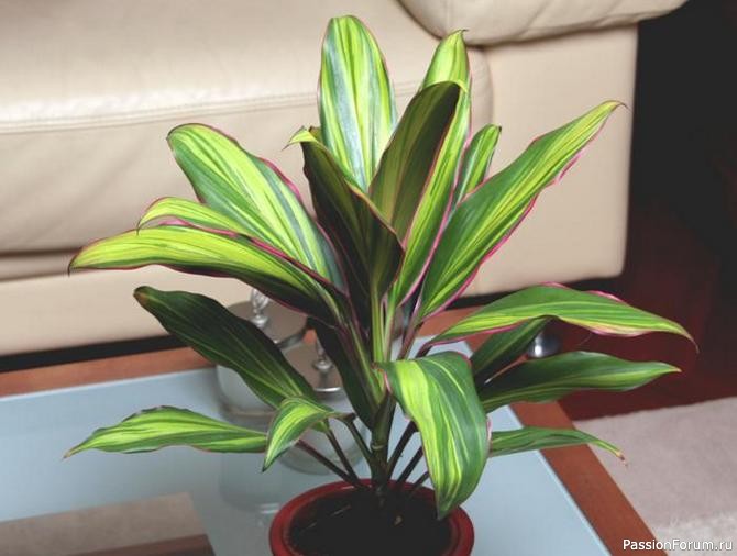 Комнатные растения. Кордилина Комнатные растения. Кордилина