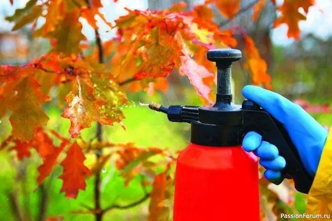 Дачникам. Эффективная защита от вредителей осенью