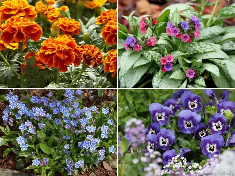 Дачникам. Цветы для приствольных кругов деревьев